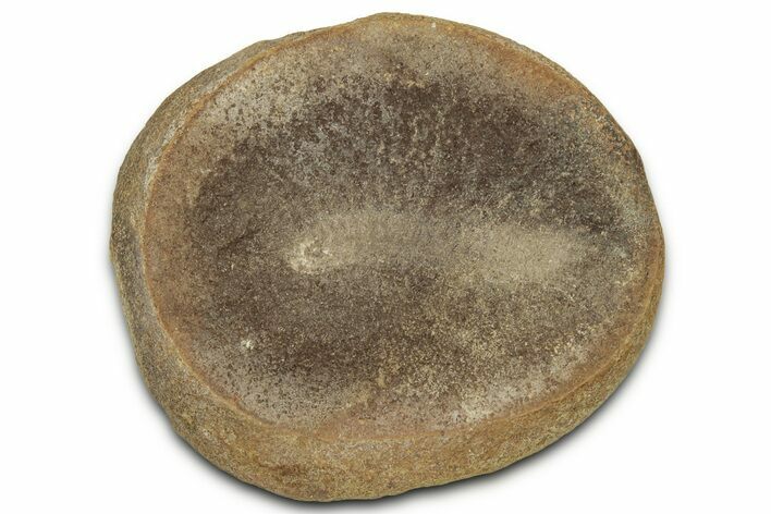 Pennsylvanian Worm Fossil - Mazon Creek #325937